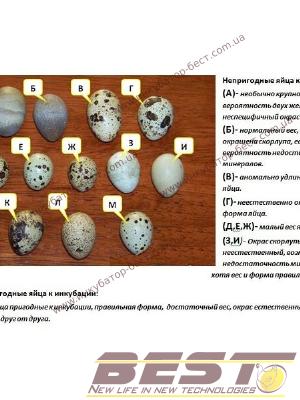 Овоскоп Бест-ОВ30 Овоскоп Бест-ОВ30
